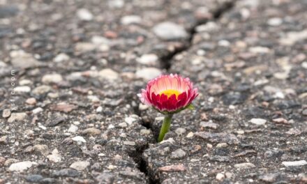 How to Rise Above Any Adversity & Become A Better You